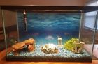 0 047497 331231 Aqua Culture Gallon Led Aquarium Ready Kit Fish Tank Topfin