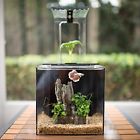 029741885493 Ecoqube Aquarium Desktop Betta Fish