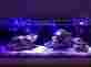 0405 Fusion Micro Innovative Marine Nuvo Aquarium 30l Rock N Light And More
