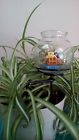 047431501942 Marineland Betta Planter Aquarium Add Movement To Your