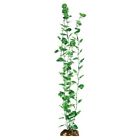 100109771 Aqueon 09771 Begonia Aquarium 015905063265