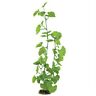 100109808 Aqueon Geranium Aquarium Plant 015905063241