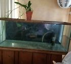 115g Oceanic Aquarium W-original Stand