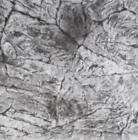 15gthgr Jungle Bob Gray Background Flat Rock Inch For 857713006030