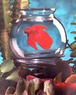 3097 Regent Aqua-tech Betta Planter 047431501133