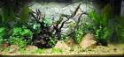 30glthgr Junglebob 8292 Jungle Bob
