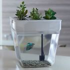 45233 Desktop Decor Aquarium Beta
