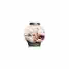 45615 Biorb Classic Aquarium Bowl