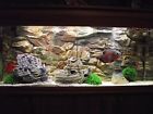 45grk Junglebob 7815 Jungle Bob