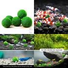 46285 Luffy Fresh Water Live Aquatic Plant Aquarium Small 603305446285