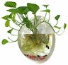 610299 Sweetsea Hanging Wall Mounted Fish Bowl Aquaponic Tank 895036610299