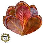 689819126868 Sun Grow Beneficial Leaf Tannin Turns Water Black