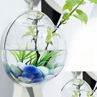 6908923209439 Eternalus Hanging Wall Fish 6908923209439 Eternalus Hanging Wall Fish