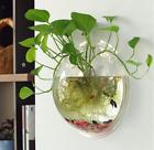 711181634310 Sweetsea Creative Acrylic Hanging Wall Mount Gallon Fish
