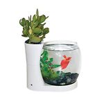 819027 Elive Betta Fish Bowl Tank With Planter Small 81997010029