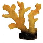 Acus00612 Aquatic Creations Coral 1 879542006128
