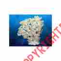 Adb80101 Deep Blue Coral Concepts Table Medium 789416801011