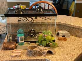 All Glass Aquarium 100528753 10-gallon Reptile Tank Habitat With Basic Starter Kit Accesories