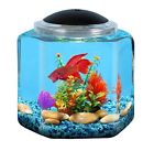 Ap20001gb Koller Api Betta Kit 049146200011