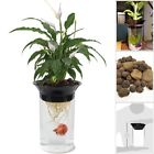 Apon112 Penn Plax Aqua Ponic Betta Fish Tank Plant 0733469832812