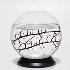 B00wj5pc5m Ecosphere Closed Aquatic Ecosystem 643377487670