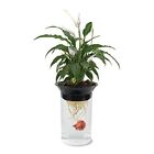 B012qgr2tc 4value Fish Tank Plants