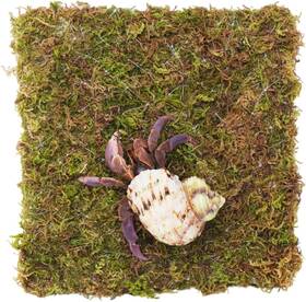 Begeterday 445022733728 6 Inch Hermit Crab Climbing Wall For 10 Gallon Tank
