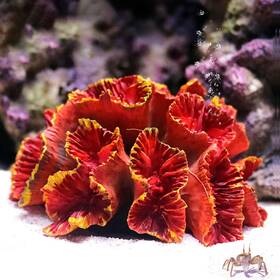 Besimple B0dxdtf4tg Aquarium Coral Ornaments Decor - Fish Tank Plants Decoration