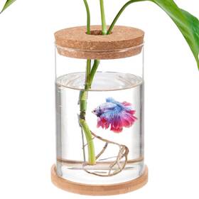 Biggun 770523521282 Betta Fish Tank - Mini Bowls For Beta Aquaponic Clear Hydropo Biggun 770523521282 Betta Fish Tank - Mini Bowls For Beta Aquaponic Clear Hydropo