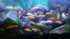 Boyu Ea-133 Imported 133 Gallon