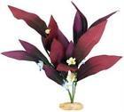 Cb-407-pl Blue Ribbon African Sword Aquarium Plant Large 30157011406