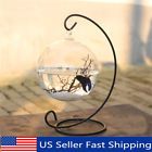 Cyb693509 Unbranded Hanging Glass Ball Mini Fish Tank Aquarium Plant Home