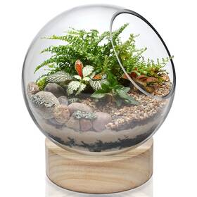 Cys Excel 648366818503 Glass Terrarium Candle Holder Bubble Bowl With Wood Base H 8 Inch W 6.5 Uniq