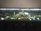 Db350 Acrylic Tank Manufacturing Gallon Aquarium