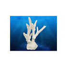 Adb80094 Deep Coral Blue Style5 Staghorn Concepts