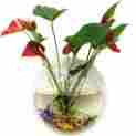 E154053xa1hf346 Outgeek Fish Bowls Wall Hanging Tank Aquarium Clear Acrylic Vase Flower Plant Pot 190033490401