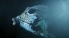 Prints-300 Fish-coral Caribbean Saltwater Kind-vibrant Bundle- Colors Pc