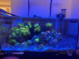 Fluval 14996 Flex Aquarium Kit - 32.5 Gallon Black