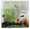 Ft1l-square Kaze Home Wall Mount Square Fish Bowl