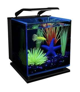 Glofish Aq-78357 Betta Shadowbox Aquarium Tank Kit 3 Gal Includes Led Lighting And Filter