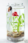 Gravityflow Noclean Aquariums New Self-cleaning Glass Betta Kit 682821978951