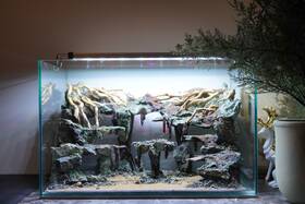 Scape-100 Htown Nature Aquarium Aquascape Driftwood 9.3 Gallons Scape-100 Htown Nature Aquarium Aquascape Driftwood 9.3 Gallons