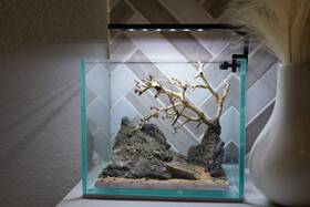 Scape-22 Htown Bonsai On Rock Aquascape Layout Aquarium 1 Gallon