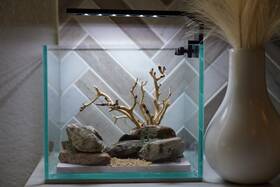 Scape-23 Htown Bonsai On Rock Aquascape Aquarium 1 Gallon