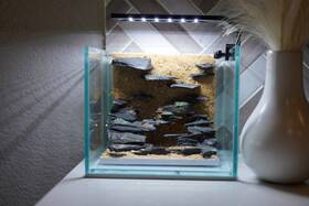 Scape-35 Htown Nature Aquarium Aquascape Diftwood 1 Gallon