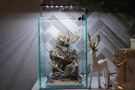 Htown Scape-43 Bonsai On Rock Nature Aquarium Aquascape 1.6 Gallons