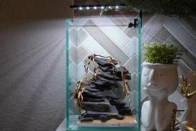 Htown Scape-45 Bonsai On Rock Nature Aquarium Aquascape 1.6 Gallons