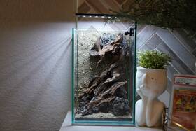 Scape-56 Htown Nature Aquarium Aquascape Driftwood 1.6 Gallons Scape-56 Htown Nature Aquarium Aquascape Driftwood 1.6 Gallons