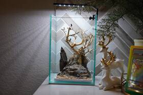 Htown Scape-62 Bonsai On Rock Nature Aquarium Aquascape 1.6 Gallons