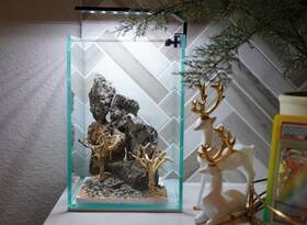 Htown Scape-64 Bonsai On Rock Nature Aquarium Aquascape 1.6 Gallons